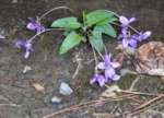 IMGP4189.JPG