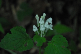 DSC_8101.jpg