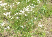 DSC_8033.jpg