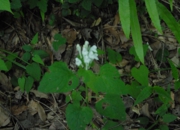 DSC_8100.jpg