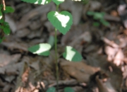 DSC_8043.jpg