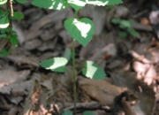 DSC_8044.jpg