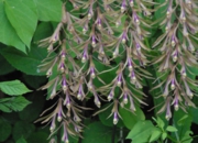 DSC_8080.jpg