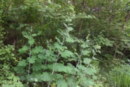 DSC_1026.JPG