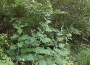 DSC_1026.JPG