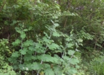 DSC_1026.JPG