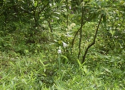 DSC_1245.JPG