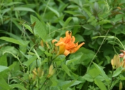 DSC_1289.JPG