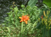 DSC_1293.JPG