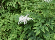 DSC_1176.JPG