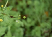 DSC_1146.JPG
