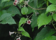 DSC_8465.JPG