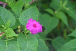 DSC_1710.JPG