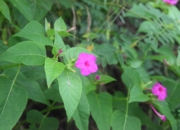 DSC_1711.JPG