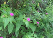 DSC_1713.JPG