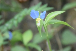 DSC_1850.jpg