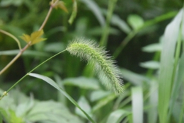 DSC_1812.JPG