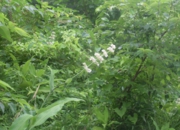 DSC_1906.JPG