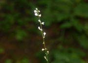 DSC_1953.JPG