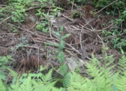 DSC_1976.JPG