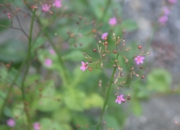 DSC_1927.JPG