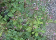 DSC_1926.JPG