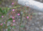 DSC_1924.JPG