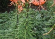 DSC_1932.jpg