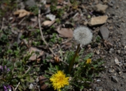 DSC_3761.jpg