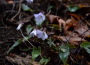 DSC_4052.jpg