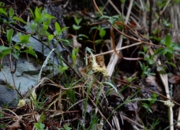 DSC_4210.jpg