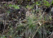 DSC_4214.jpg