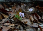 DSC_4274.jpg
