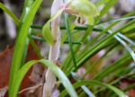 DSC_4311.jpg