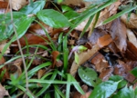 DSC_4329.jpg