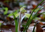 DSC_4331.jpg