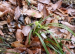 DSC_4333.jpg