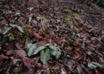 DSC_4078.jpg