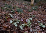 DSC_4081.jpg
