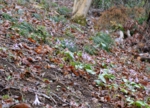 DSC_4296.jpg
