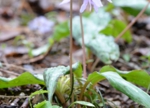 DSC_4297.jpg