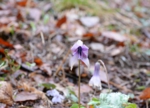 DSC_4299.jpg