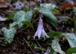 DSC_4300.jpg