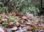 DSC_4303.jpg