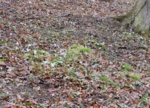 DSC_4305.jpg