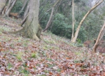 DSC_4307.jpg