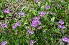 DSC_4513.jpg