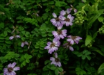 DSC_4190.jpg