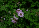 DSC_4191.jpg
