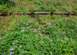 DSC_4193.jpg